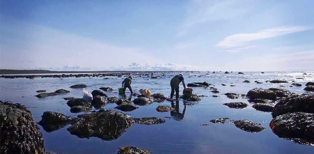 Gósenlandið - íslensk matarhefð og matarsaga