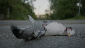 Animals I Killed Last Summer