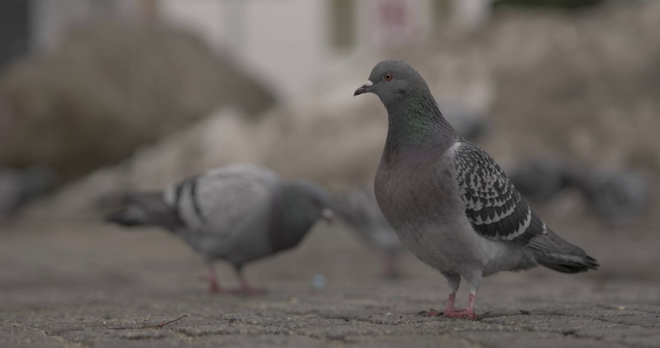 Der Mensch, mein Freund.