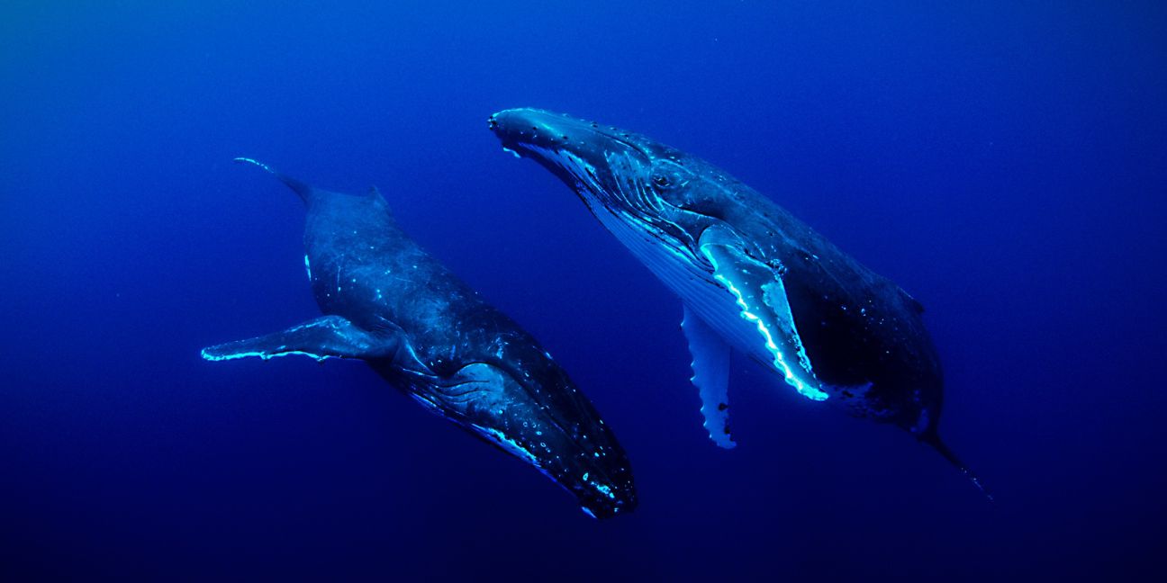 Sounds of the Ocean Sounds of the Ocean