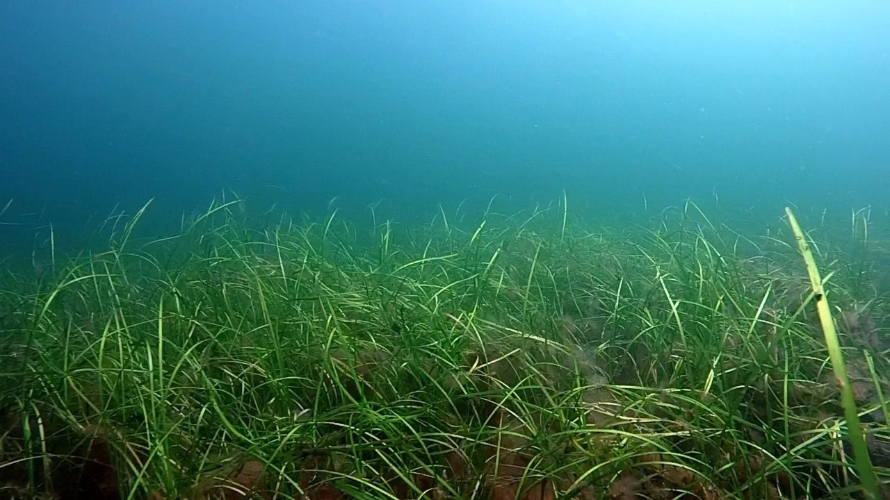 Zostera Marina