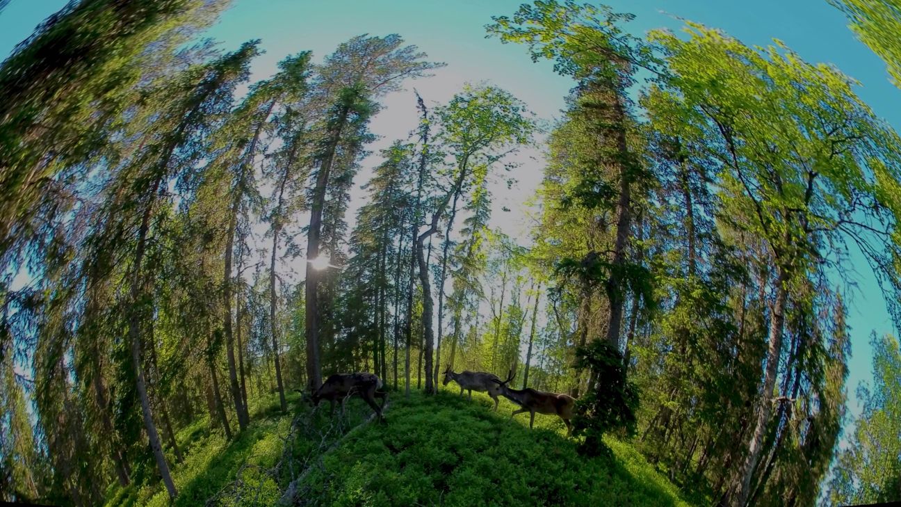 The Heart of the Forest