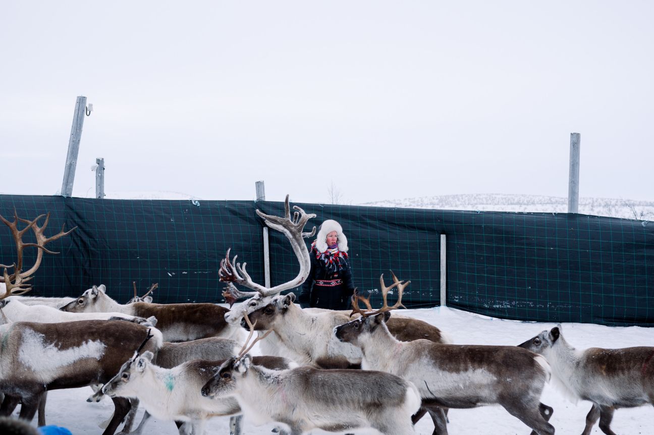 Reindeer Corral