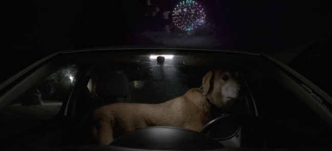 Jörö (Hund) im Auto