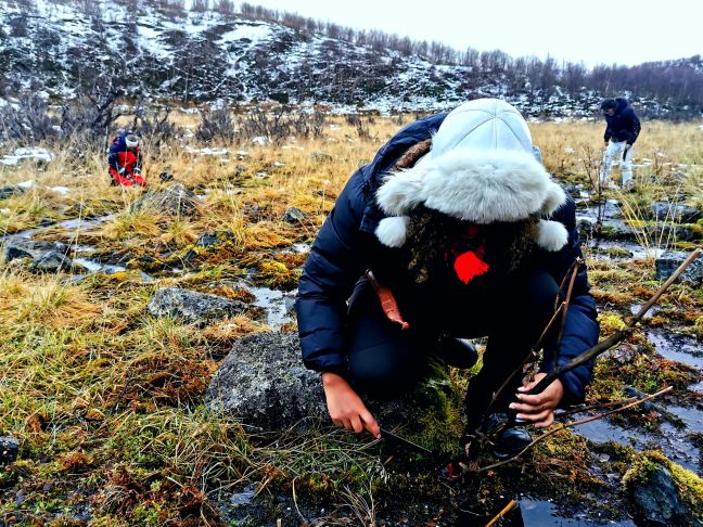 Sámi sammeln Pflanzen in Rássegáldu