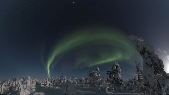 Polarlichter und verschneite Bäume