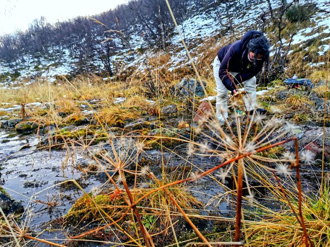 Sámi durchsucht den Boden