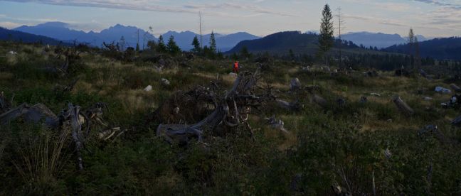 Panorama über abgeholzten Wald